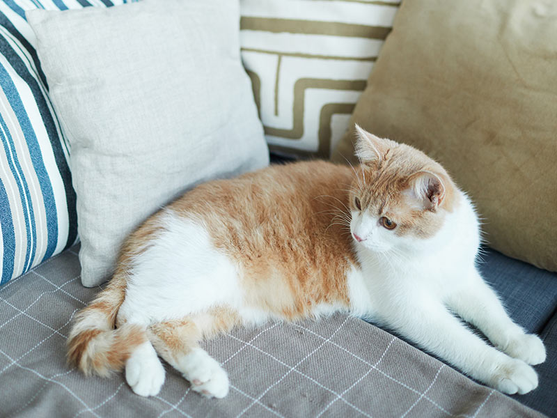 Express Visit - Cat Sitting Houston