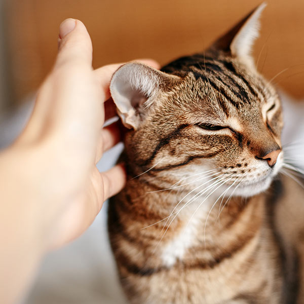 Cats-Only Care Professionals Serving Houston, Texas