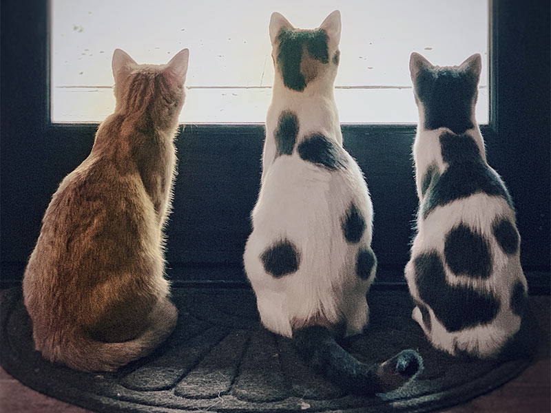 Each Additional Cat Over 3