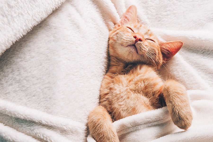Houston-Choice-for-Dedicated-In-Home-Cat-Care-Specialists Houston’s Choice for Dedicated In-Home Cat Care Specialists