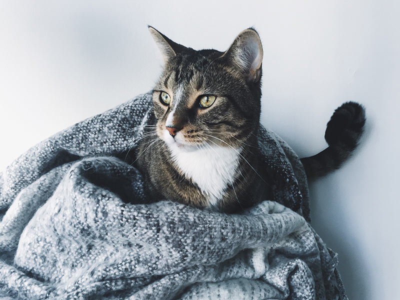 Standard Visit - Cat Sitting